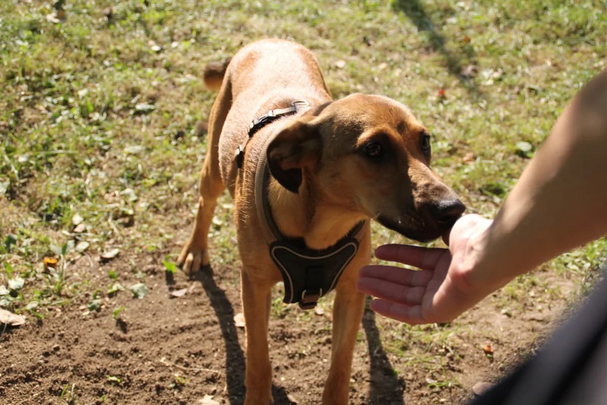 Goldie, female Mixed Breed for adoption at Nordic Strays e.V. — photo 4 of 37