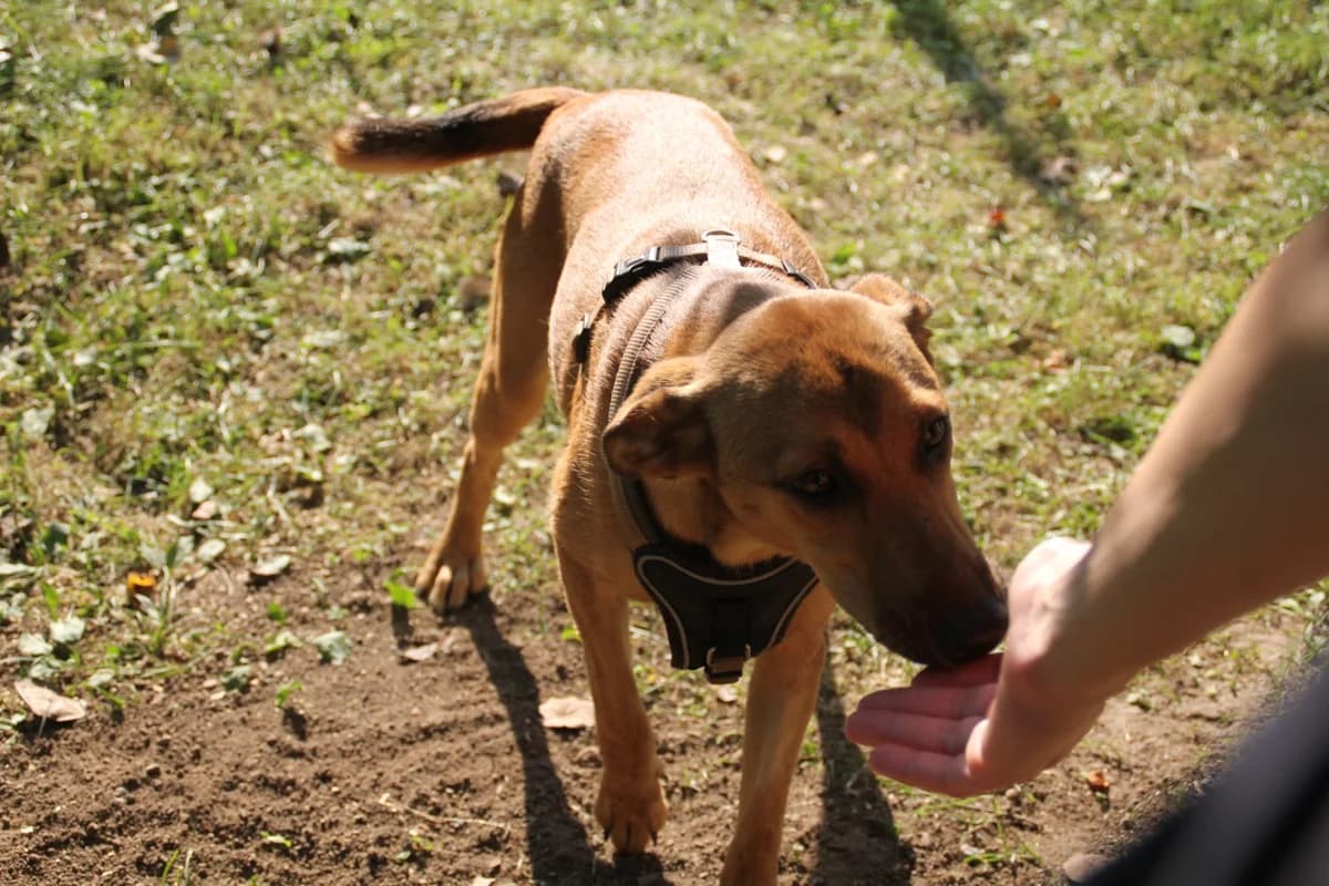 Goldie, female Mixed Breed for adoption at Nordic Strays e.V. — photo 5 of 37
