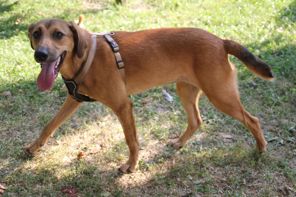 Goldie, female Mixed Breed for adoption at Nordic Strays e.V. — photo 6 of 37