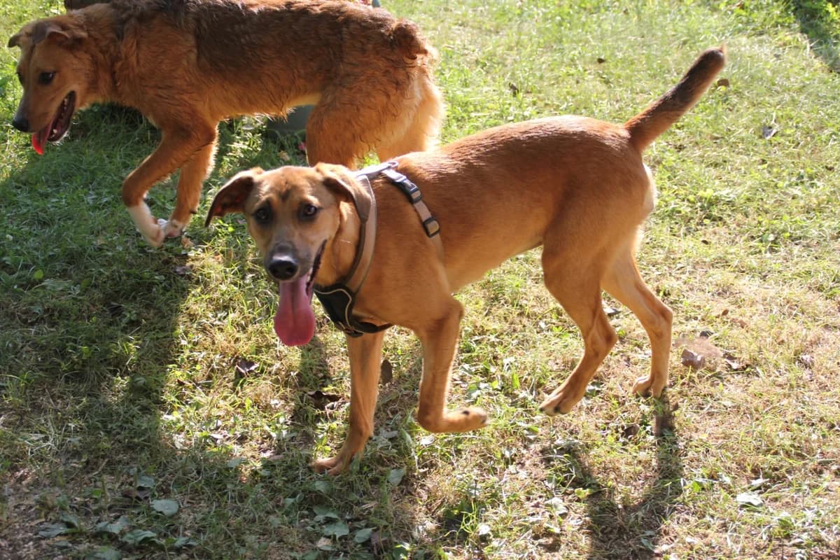 Goldie, female Mixed Breed for adoption at Nordic Strays e.V. — photo 7 of 37