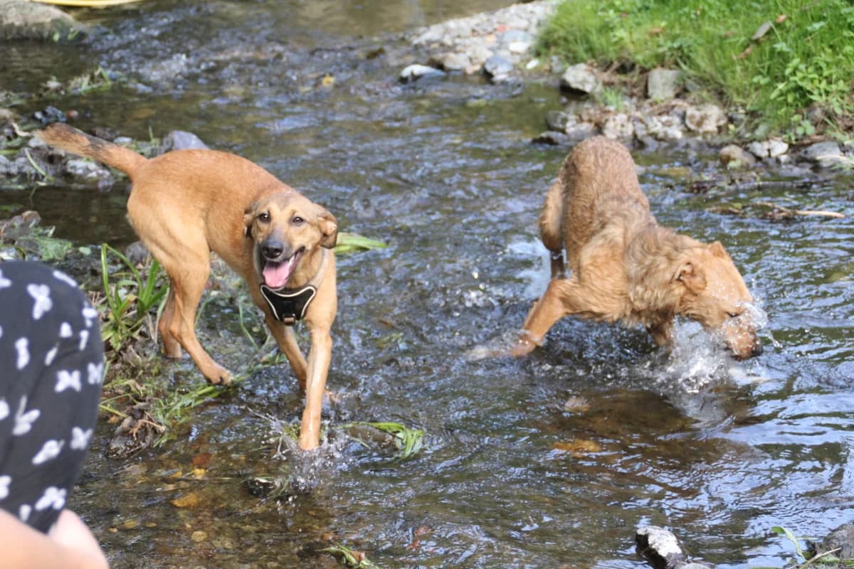 Goldie, female Mixed Breed for adoption at Nordic Strays e.V. — photo 8 of 37