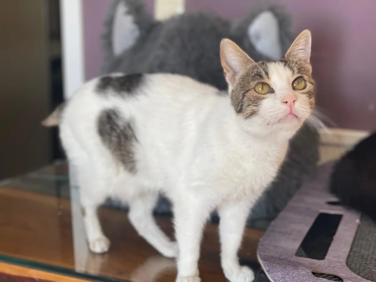 Pepita, male Mixed Breed for adoption at Nordic Strays e.V.