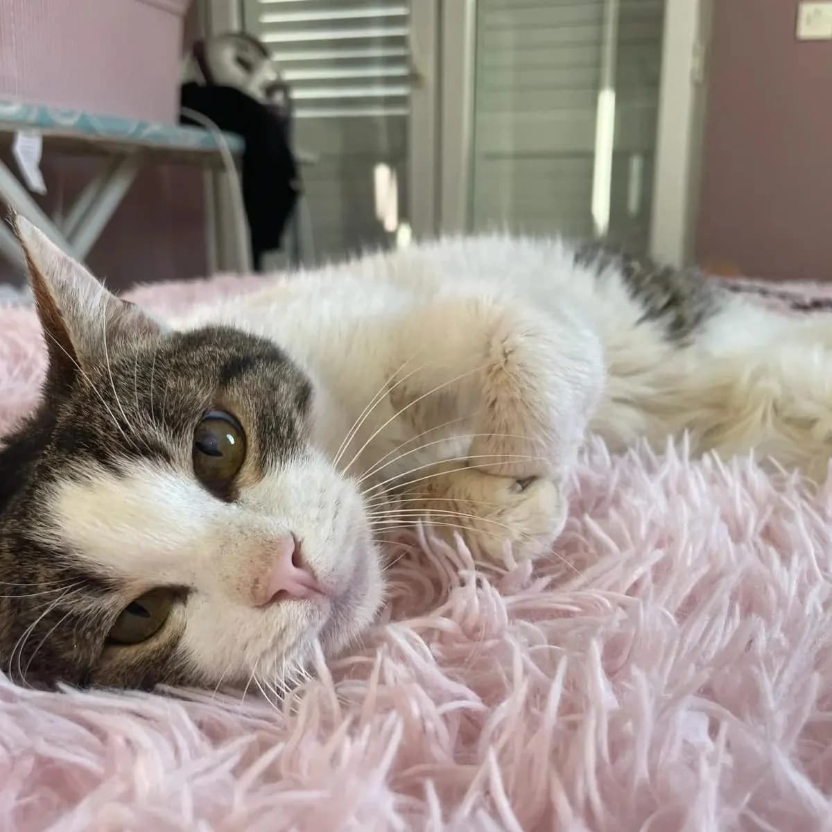 Pepita, male Mixed Breed for adoption at Nordic Strays e.V. — photo 3 of 23