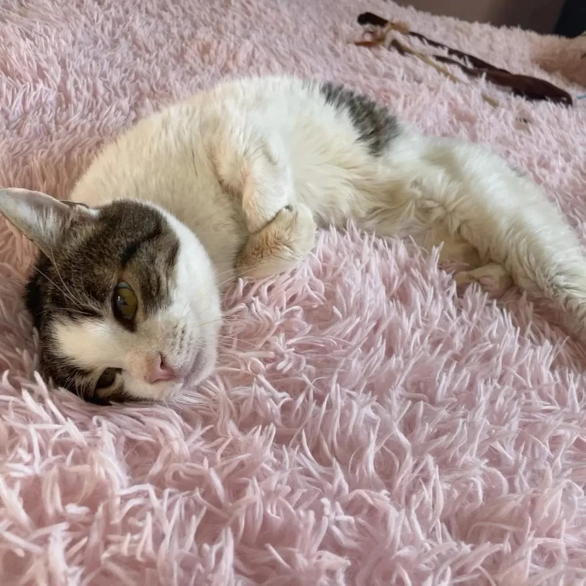 Pepita, male Mixed Breed for adoption at Nordic Strays e.V. — photo 4 of 23