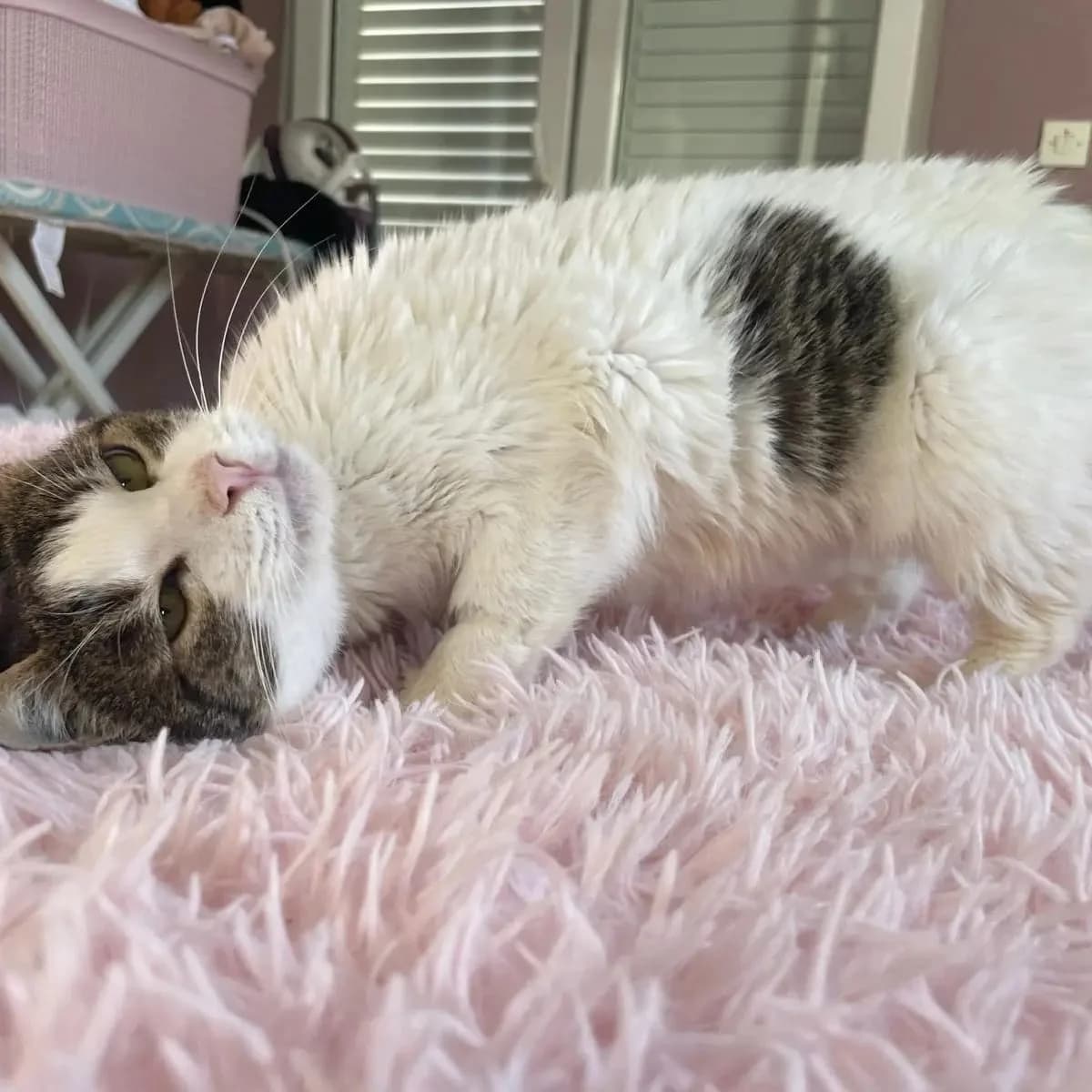 Pepita, male Mixed Breed for adoption at Nordic Strays e.V. — photo 5 of 23