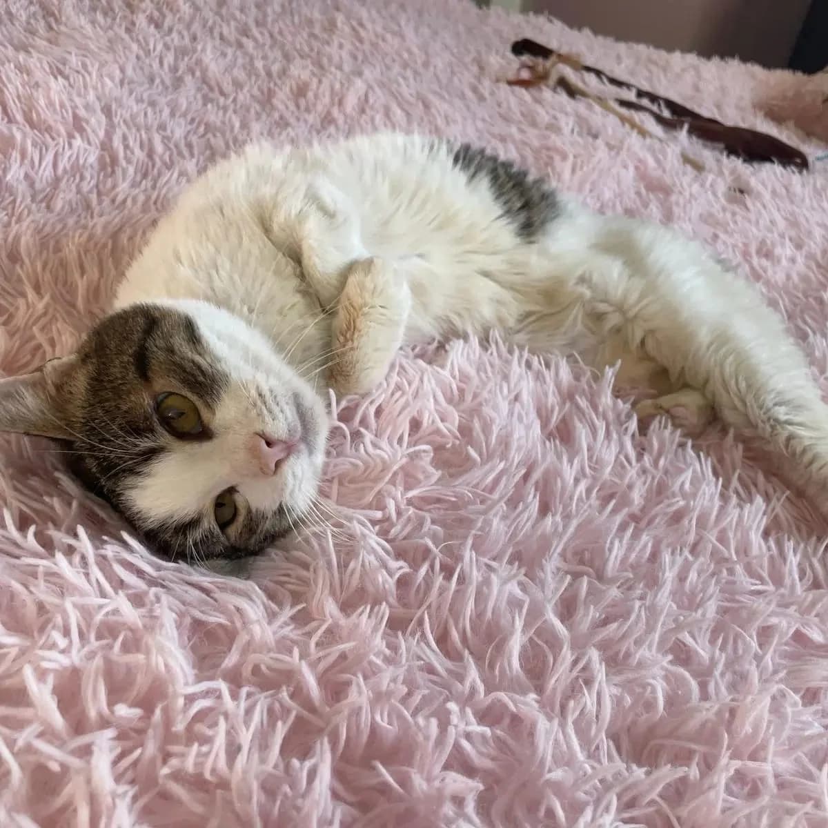 Pepita, male Mixed Breed for adoption at Nordic Strays e.V. — photo 6 of 23