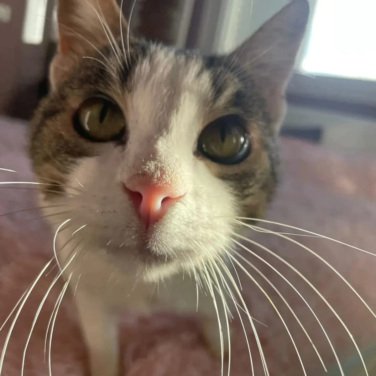 Pepita, male Mixed Breed for adoption at Nordic Strays e.V. — photo 7 of 23