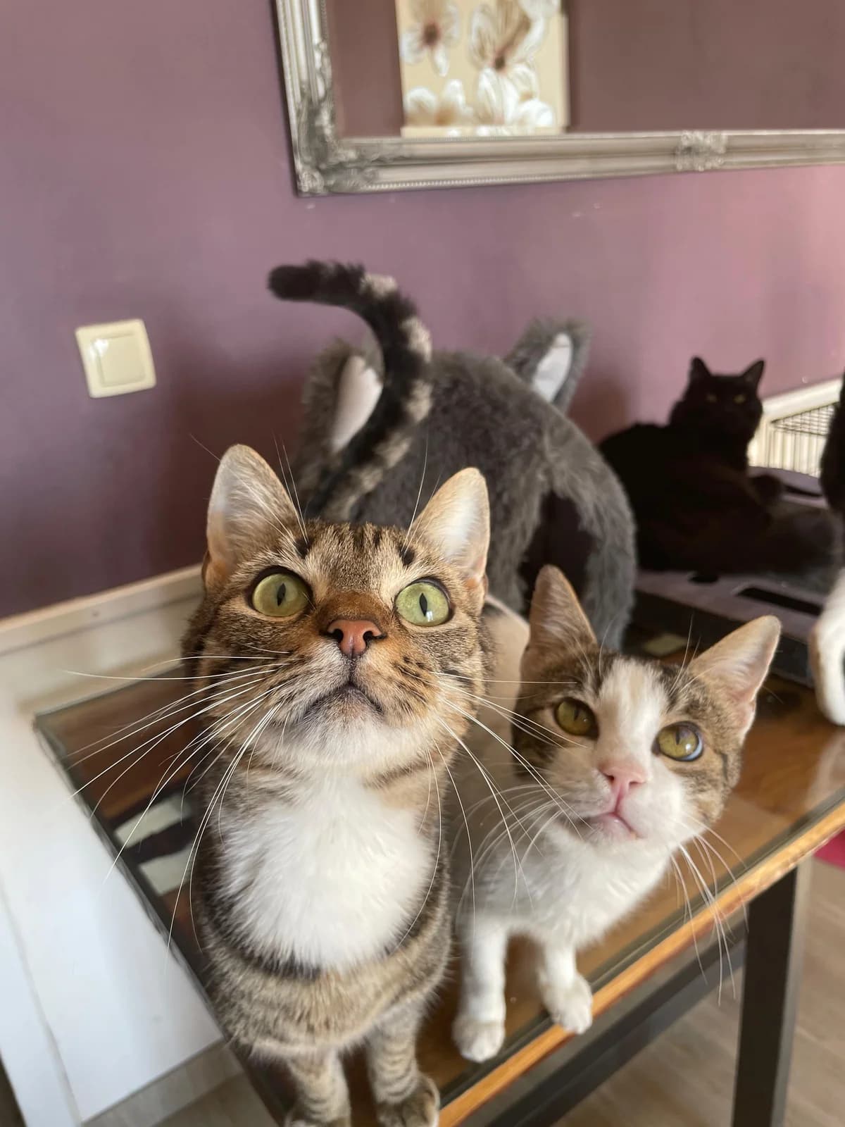 Pepita, male Mixed Breed for adoption at Nordic Strays e.V. — photo 8 of 23