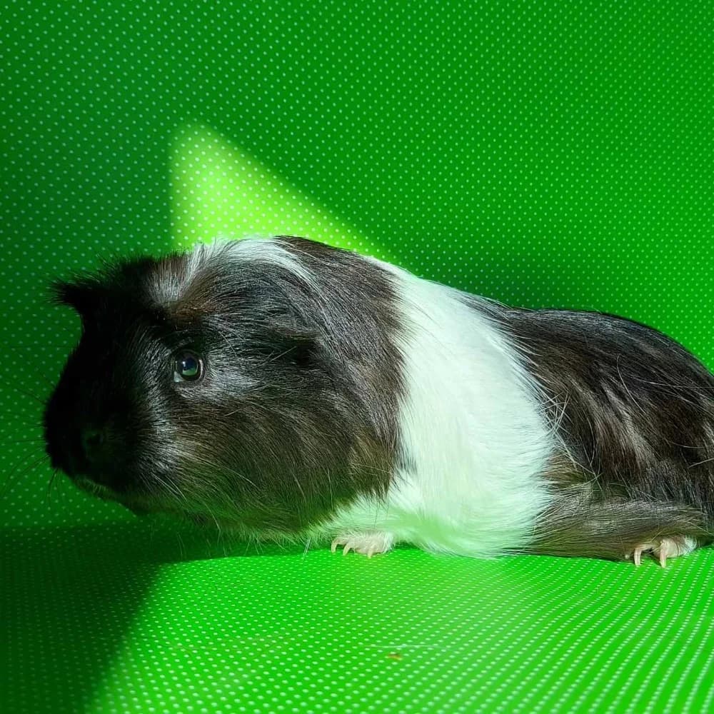 Karli, gold male senior Mixed Breed for adoption at NotMeerschweinchen e.V., Berlin
