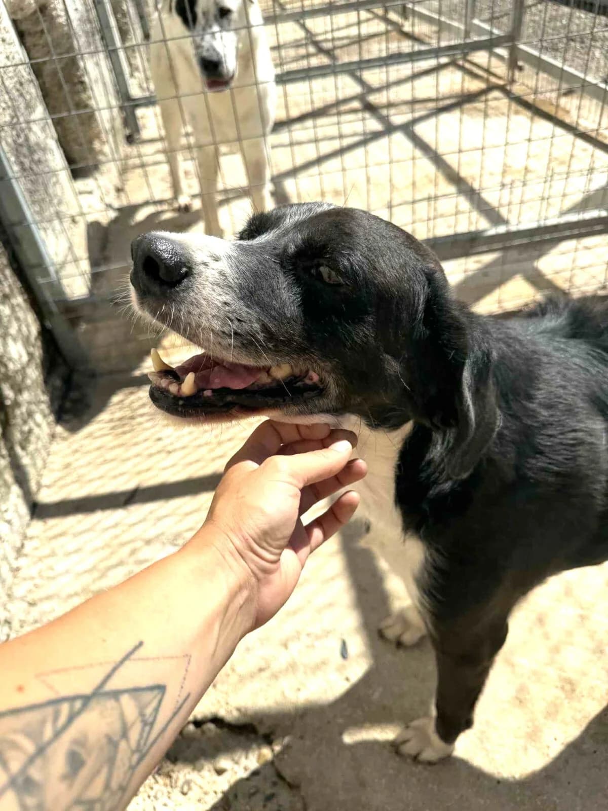 Pirat, male senior Mixed Breed for adoption at Paradies für Tiere e.V., Reutlingen