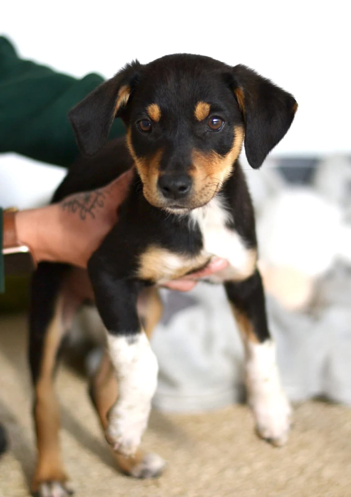 Alba, female Mixed Breed for adoption at Paradies für Tiere e.V.