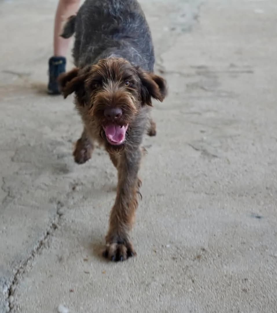 Alfi, male mixed breed for adoption at Paradies für Tiere e.V., Reutlingen