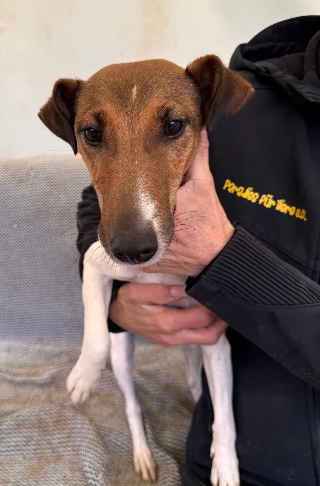 Alize, female senior mixed breed for adoption at Paradies für Tiere e.V., Reutlingen