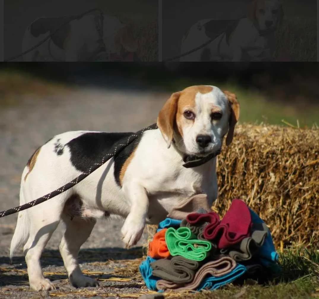 Alma, female 6yo Beagle for adoption at Paradies für Tiere e.V., Reutlingen