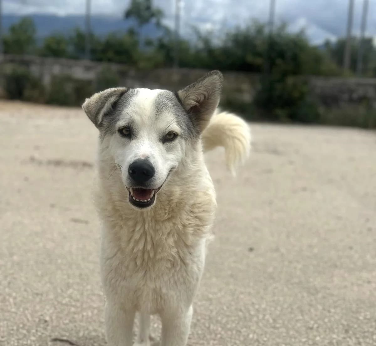 Anakin, male Mixed Breed for adoption at Paradies für Tiere e.V.