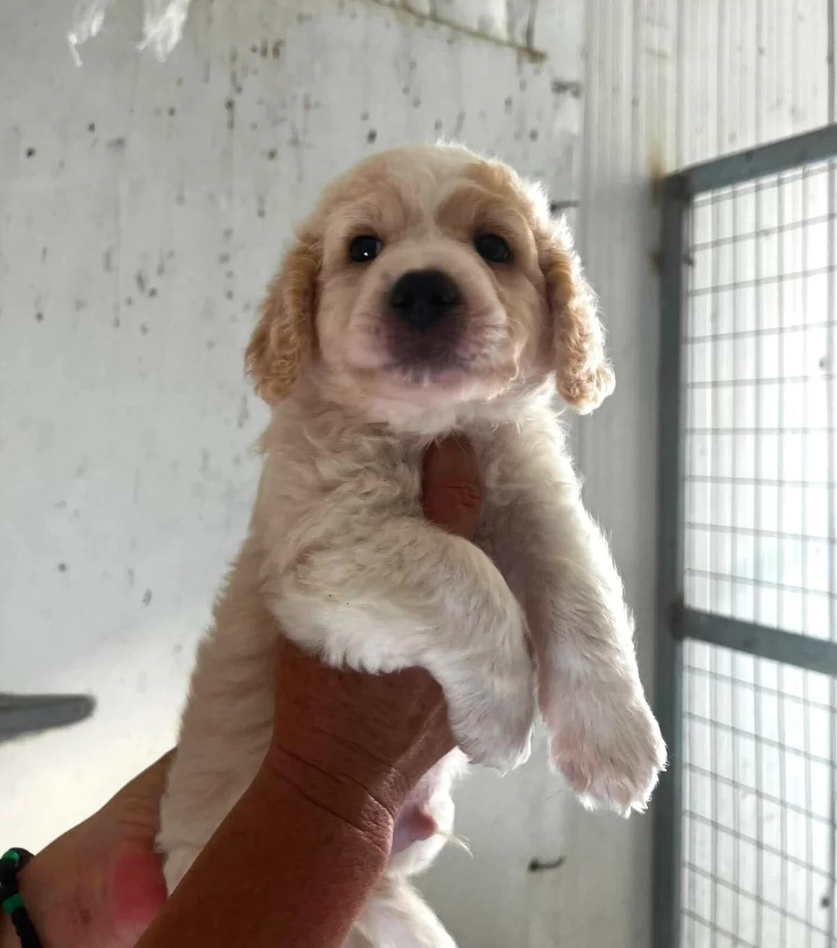 Brody, male puppy Mixed Breed for adoption at Paradies für Tiere e.V., Reutlingen