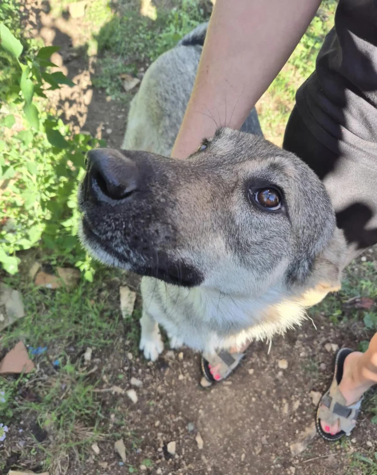 Capo, male German Shepherd for adoption at Paradies für Tiere e.V.