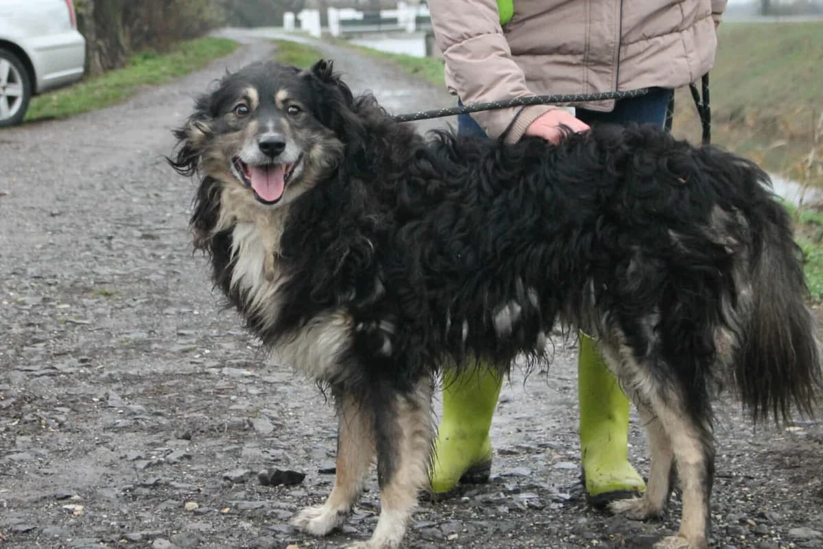 Carbon, male Mixed Breed for adoption at Paradies für Tiere e.V., Reutlingen