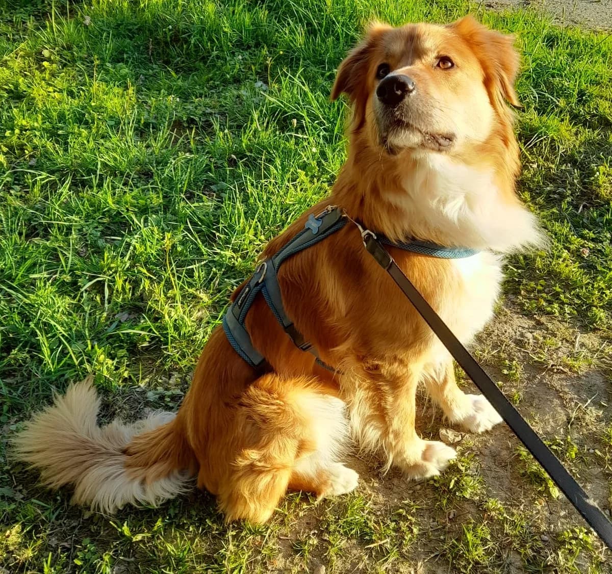 Charly, male puppy Mixed Breed for adoption at Paradies für Tiere e.V., Reutlingen