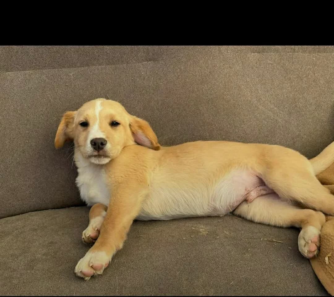 Chips, male Mixed Breed for adoption at Paradies für Tiere e.V.