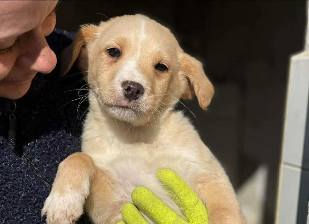 Chips, male Mixed Breed for adoption at Paradies für Tiere e.V. — photo 2 of 3