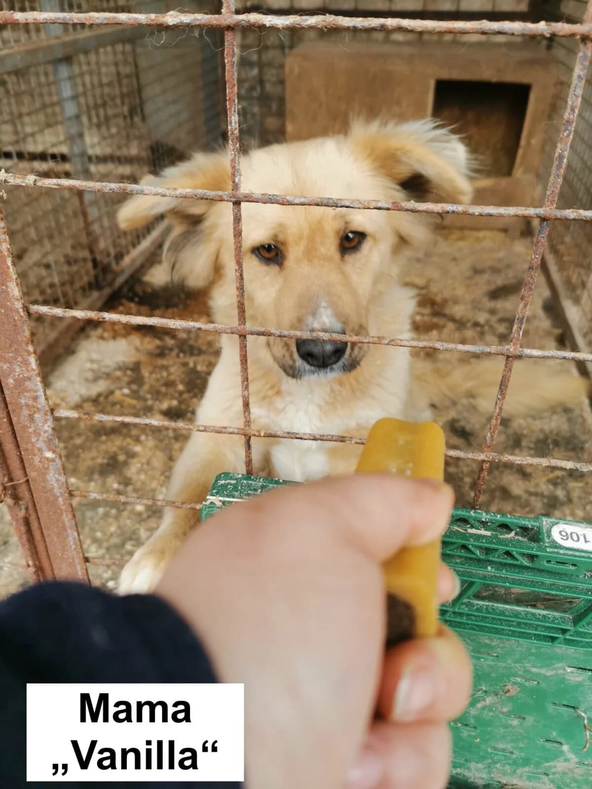Chips, male Mixed Breed for adoption at Paradies für Tiere e.V. — photo 3 of 3