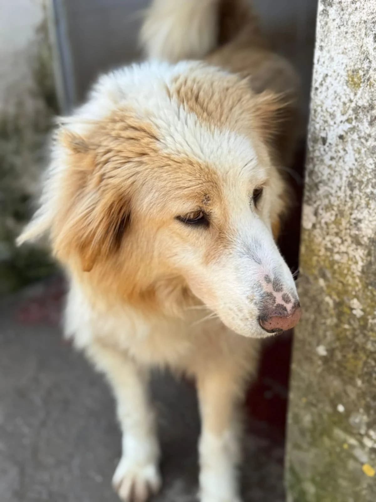 Cinti, female Mixed Breed for adoption at Paradies für Tiere e.V.