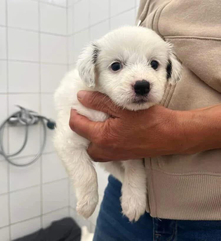 Coco, female puppy Mixed Breed for adoption at Paradies für Tiere e.V., Reutlingen