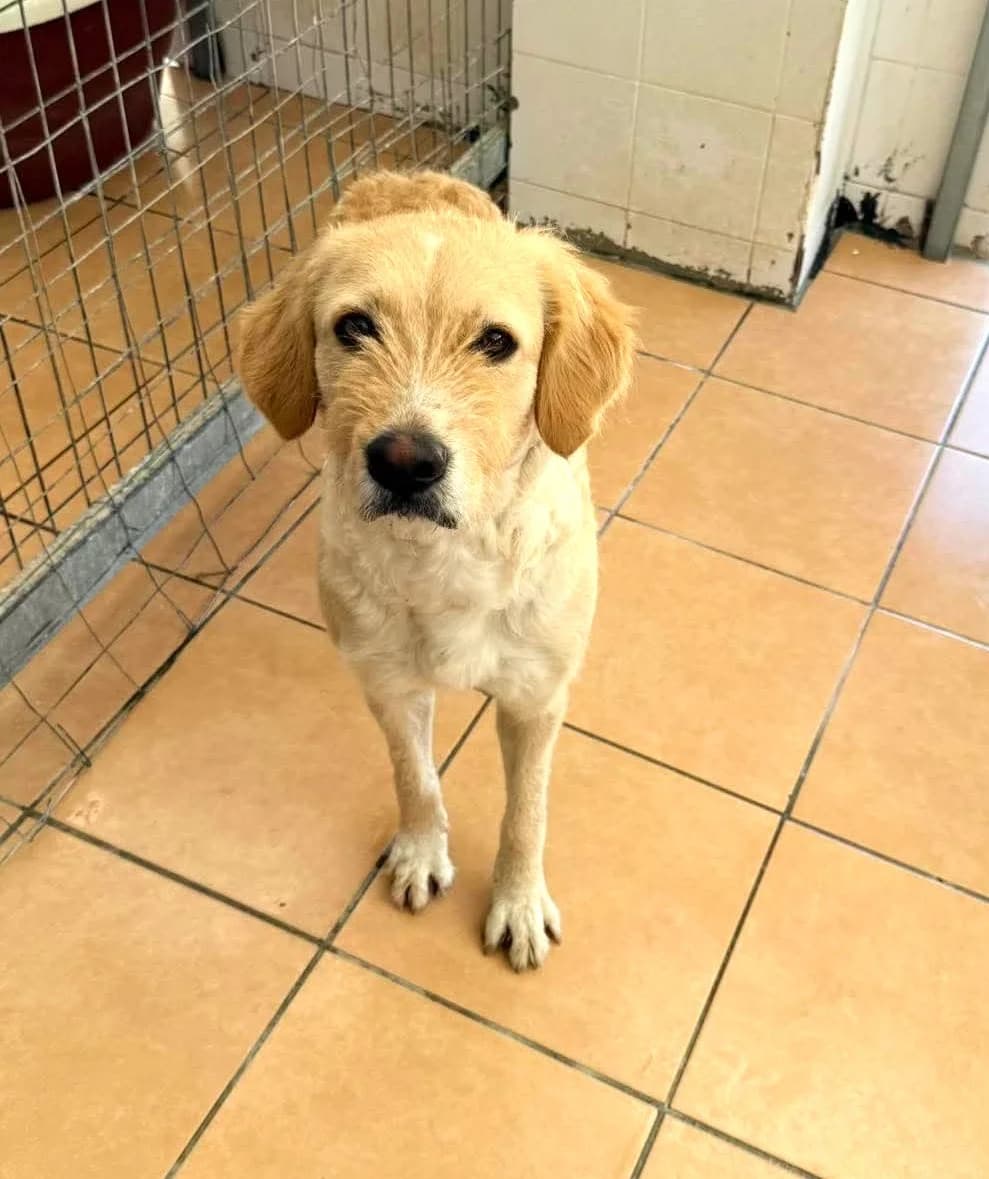Elara, female young Mixed Breed for adoption at Paradies für Tiere e.V., Reutlingen