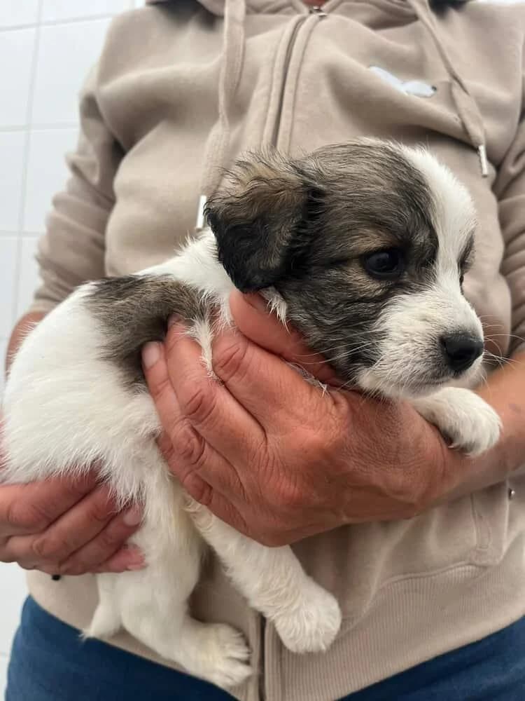 Elfie, female puppy Mixed Breed for adoption at Paradies für Tiere e.V., Reutlingen