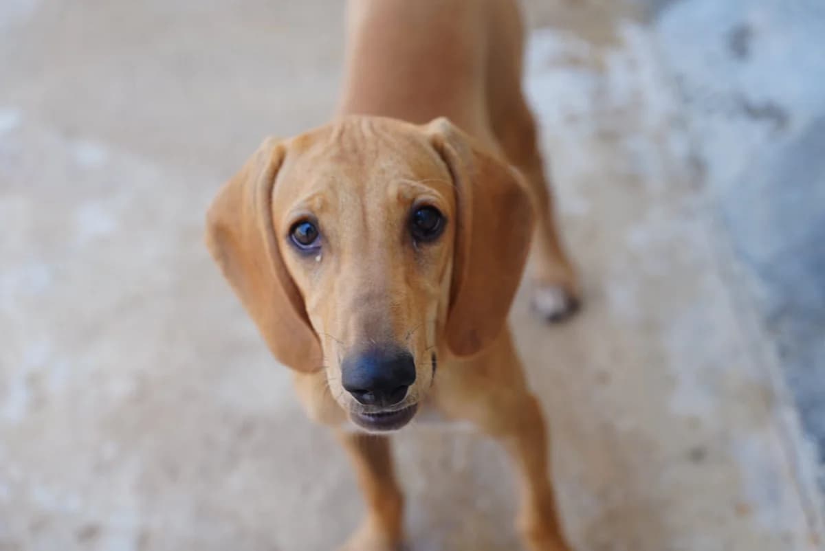 Ellie, female puppy Mixed Breed for adoption at Paradies für Tiere e.V., Reutlingen
