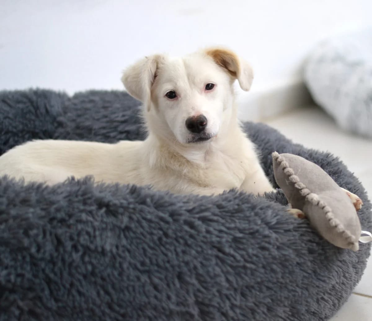 Elsa, female puppy mixed breed for adoption at Paradies für Tiere e.V., Reutlingen