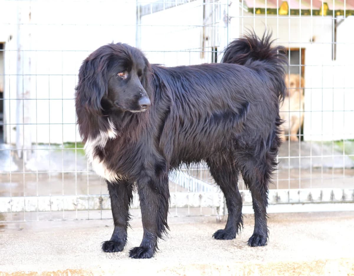 Eros, male young Mixed Breed for adoption at Paradies für Tiere e.V., Reutlingen
