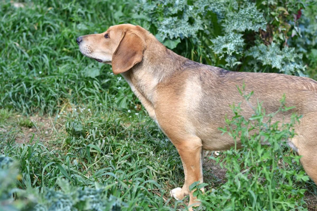 Fine, female puppy Mixed Breed for adoption at Paradies für Tiere e.V., Reutlingen