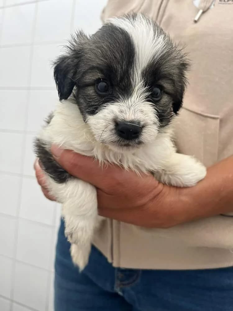 Gracie, female puppy Mixed Breed for adoption at Paradies für Tiere e.V., Reutlingen