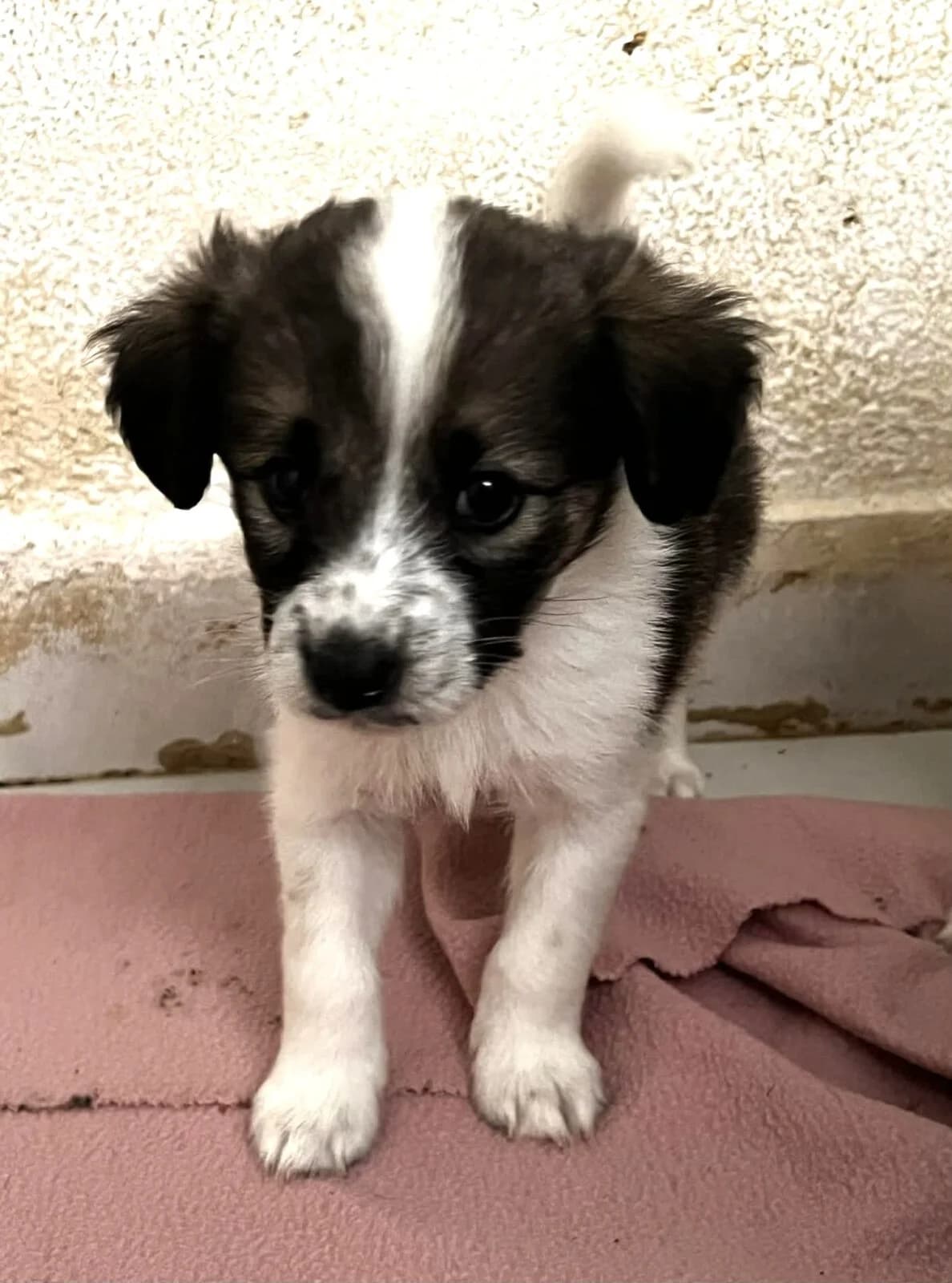 Happy, female puppy Mixed Breed for adoption at Paradies für Tiere e.V., Reutlingen