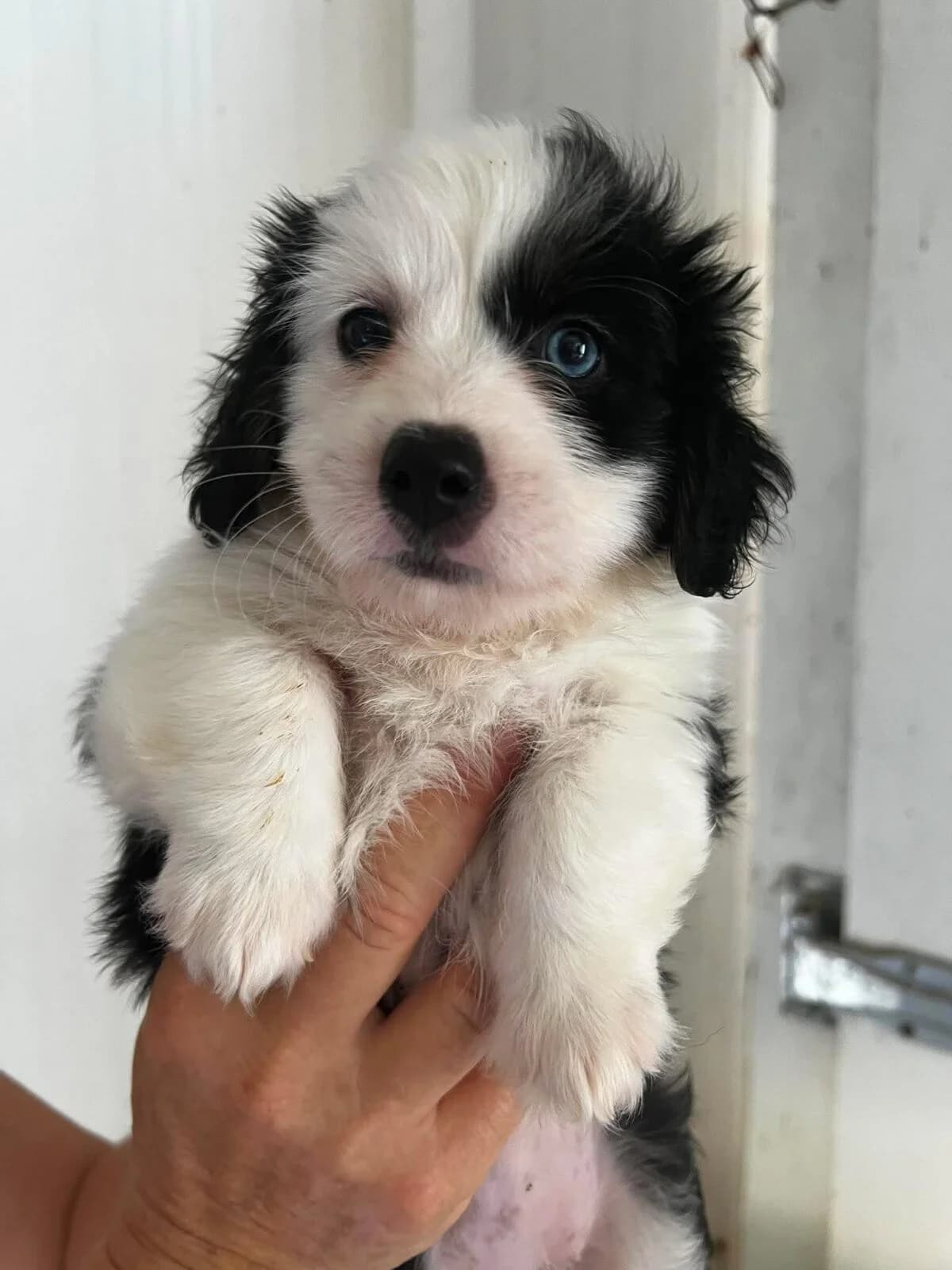 Hettie, female puppy Mixed Breed for adoption at Paradies für Tiere e.V., Reutlingen