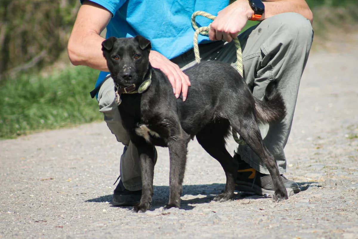 Inka, female puppy Mixed Breed for adoption at Paradies für Tiere e.V., Reutlingen