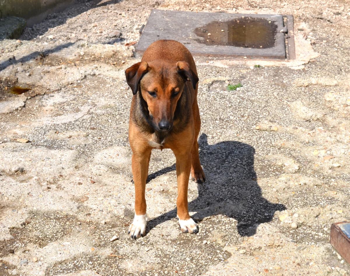 Kaltsa, weiß female young Mixed Breed for adoption at Paradies für Tiere e.V., Reutlingen