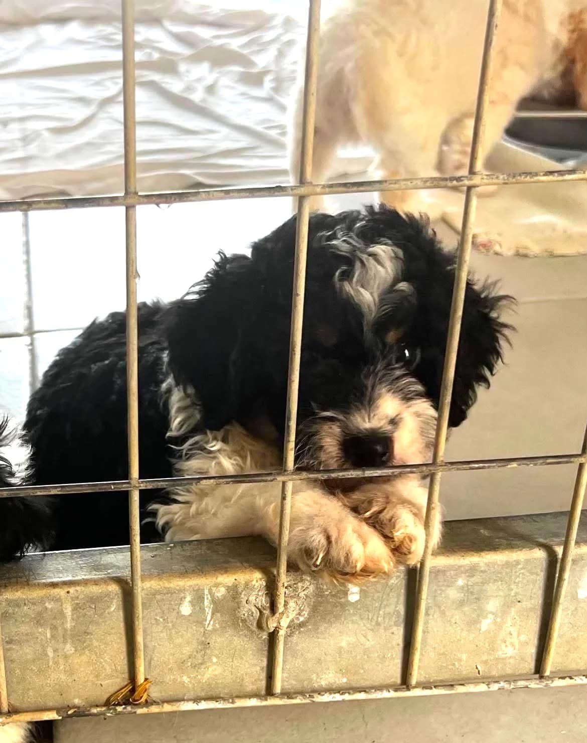 Kayden, male puppy Mixed Breed for adoption at Paradies für Tiere e.V., Reutlingen