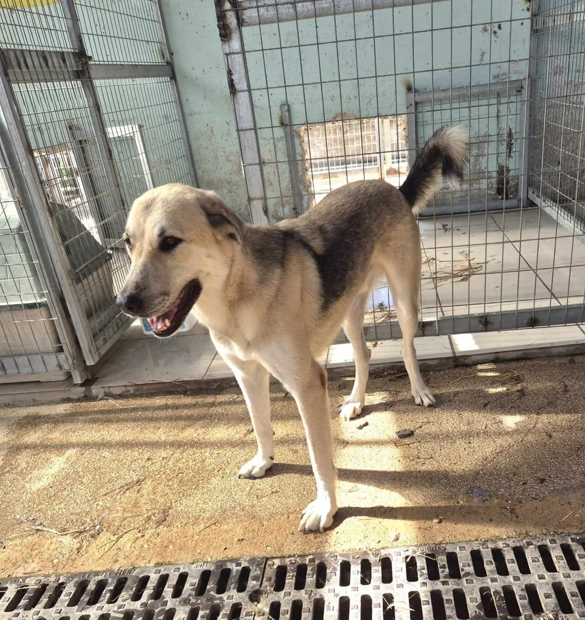 Kirk, male German Shepherd for adoption at Paradies für Tiere e.V.
