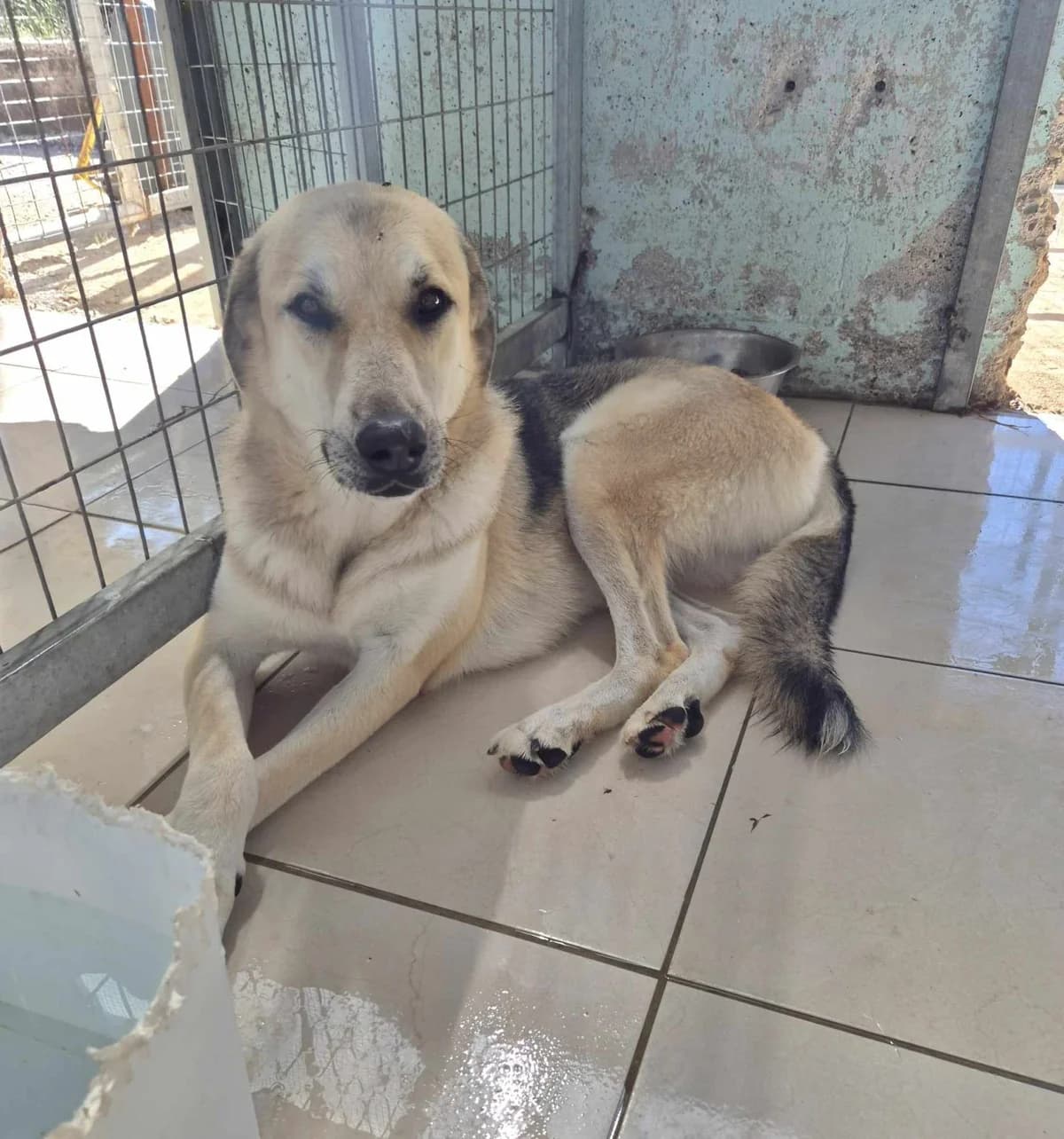 Kirk, male German Shepherd for adoption at Paradies für Tiere e.V. — photo 2 of 19
