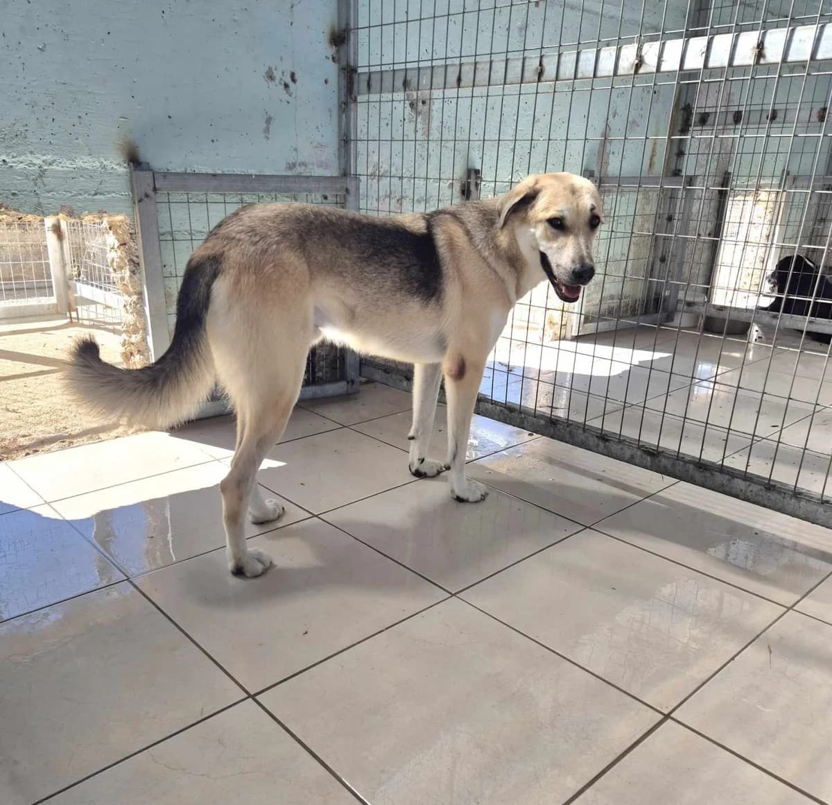 Kirk, male German Shepherd for adoption at Paradies für Tiere e.V. — photo 3 of 19