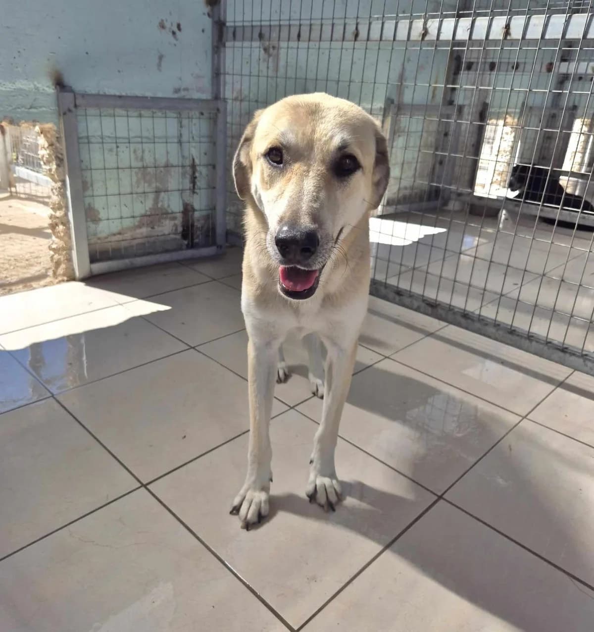 Kirk, male German Shepherd for adoption at Paradies für Tiere e.V. — photo 4 of 19