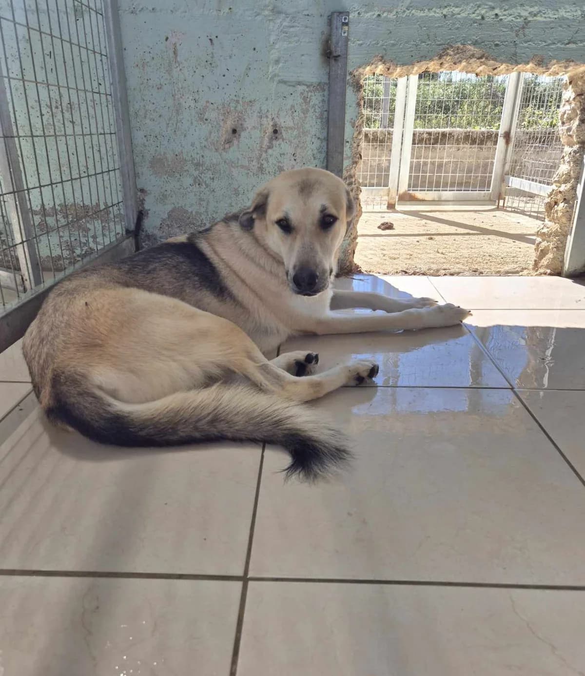 Kirk, male German Shepherd for adoption at Paradies für Tiere e.V. — photo 5 of 19