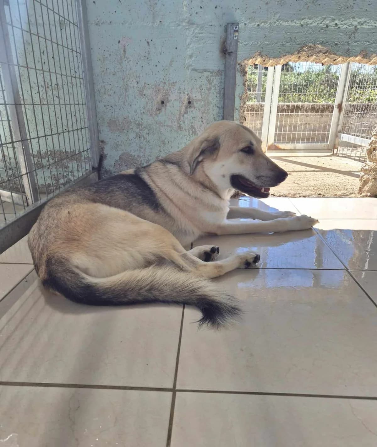 Kirk, male German Shepherd for adoption at Paradies für Tiere e.V. — photo 6 of 19