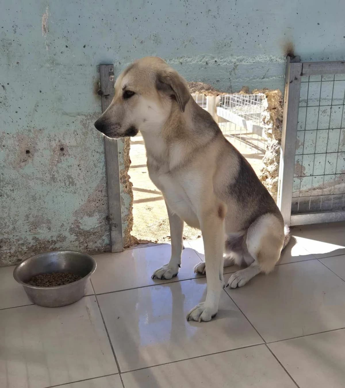 Kirk, male German Shepherd for adoption at Paradies für Tiere e.V. — photo 7 of 19