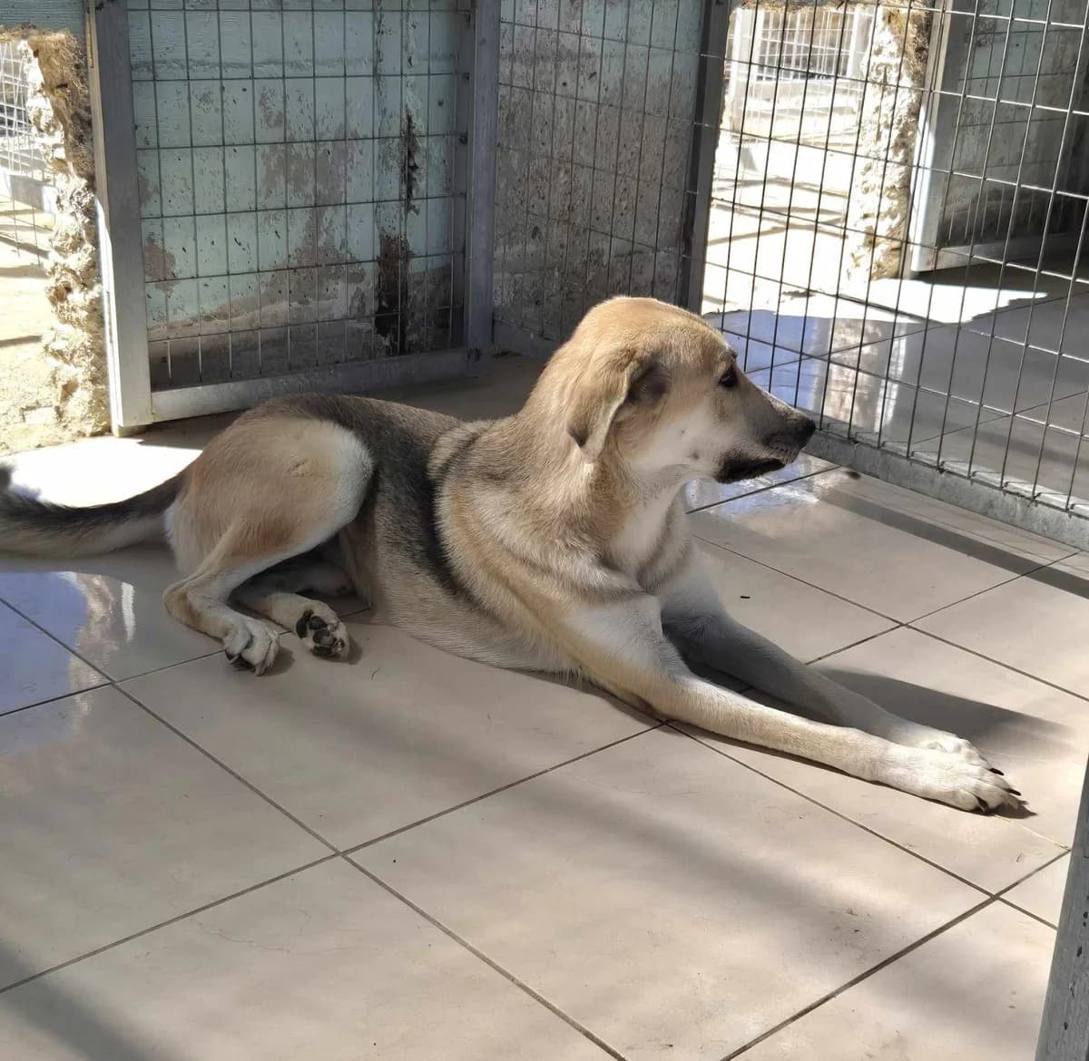 Kirk, male German Shepherd for adoption at Paradies für Tiere e.V. — photo 8 of 19