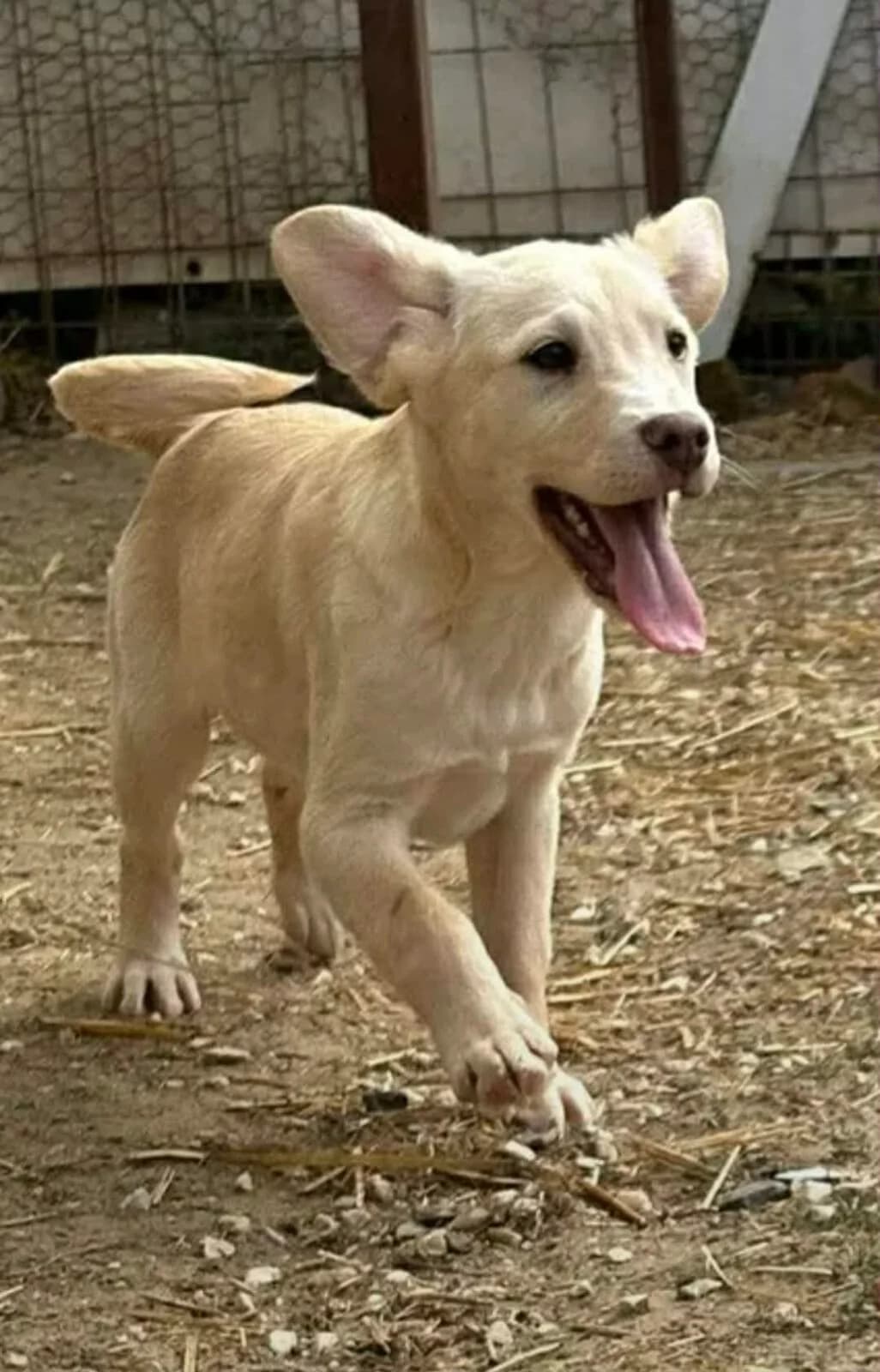 Koktél, male puppy Mixed Breed for adoption at Paradies für Tiere e.V., Reutlingen