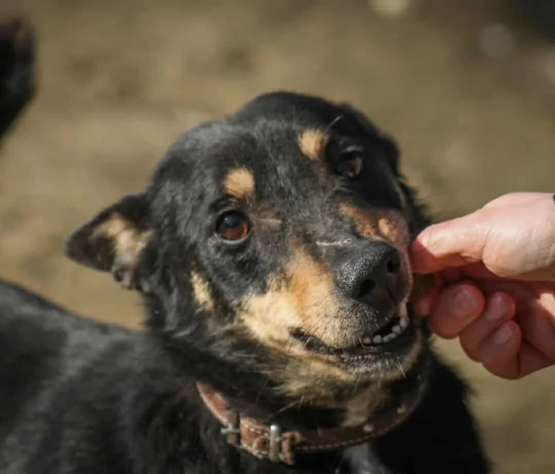 Kóla, female Mixed Breed for adoption at Paradies für Tiere e.V.